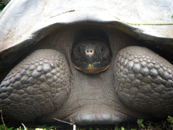 Gal Galapagos Pat Lava Tunnel.JPG (96582 bytes)